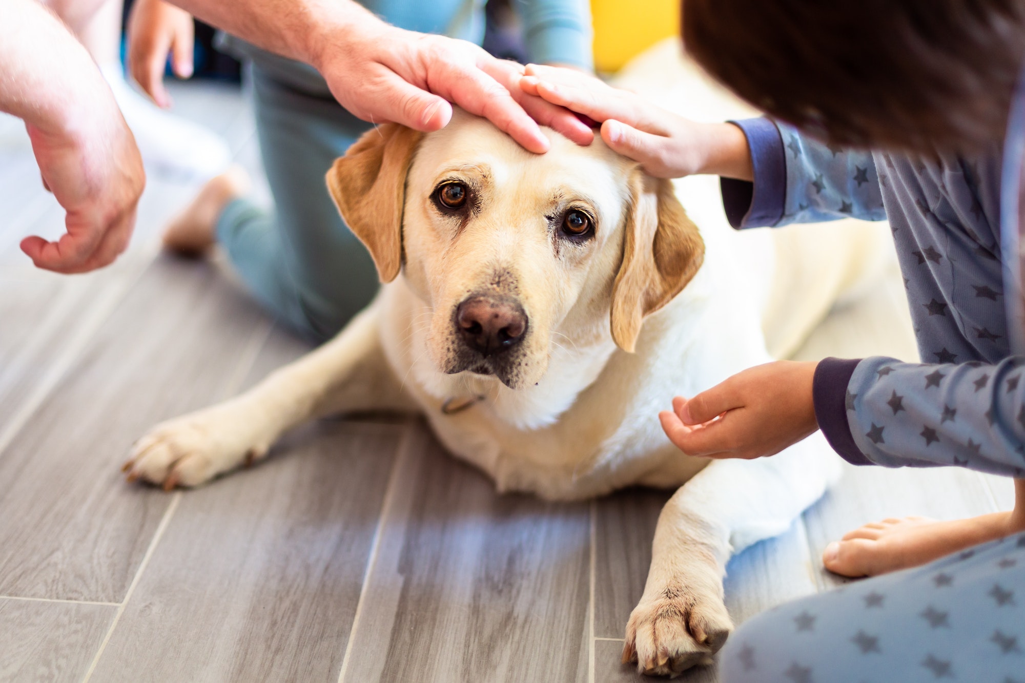 Father and children pet the labrador at home, indoor. Sad dog lying on the floor.