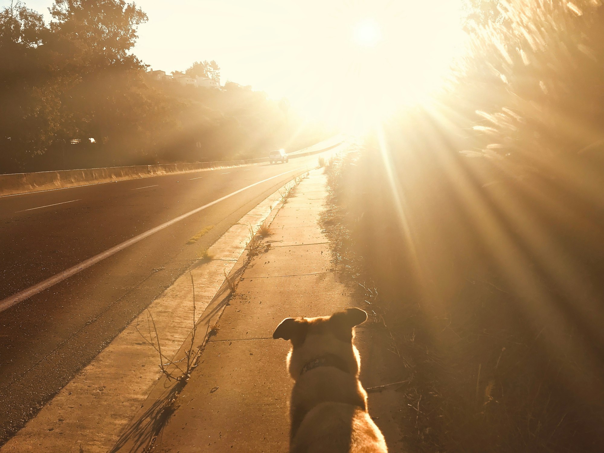 Walkng the dog at golden hour! tonythetigersson, Tony Andrews Photography dog heaven life death